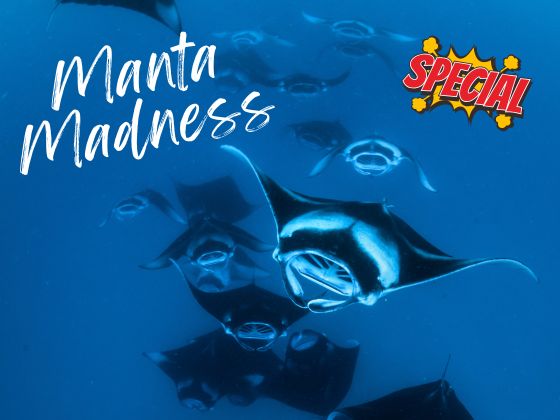 【Manta 季節限定】Carpe Novo 豪華住宿船潛 9日7晚 - 指定日期出發